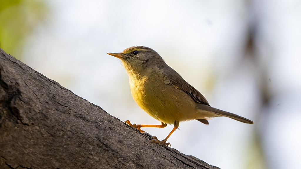 Sulphur-bellied Warbler